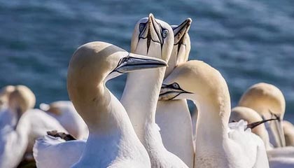 开云网页版登录入口-蒙彼利埃客场战胜马赛，取得三分，蒙彼利埃强吗