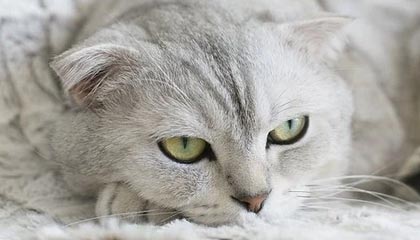 kaiyun体育综合-皇马主场-险胜埃瓦尔，本泽马破门贡献进球，本泽马双响!皇马4-1大胜!