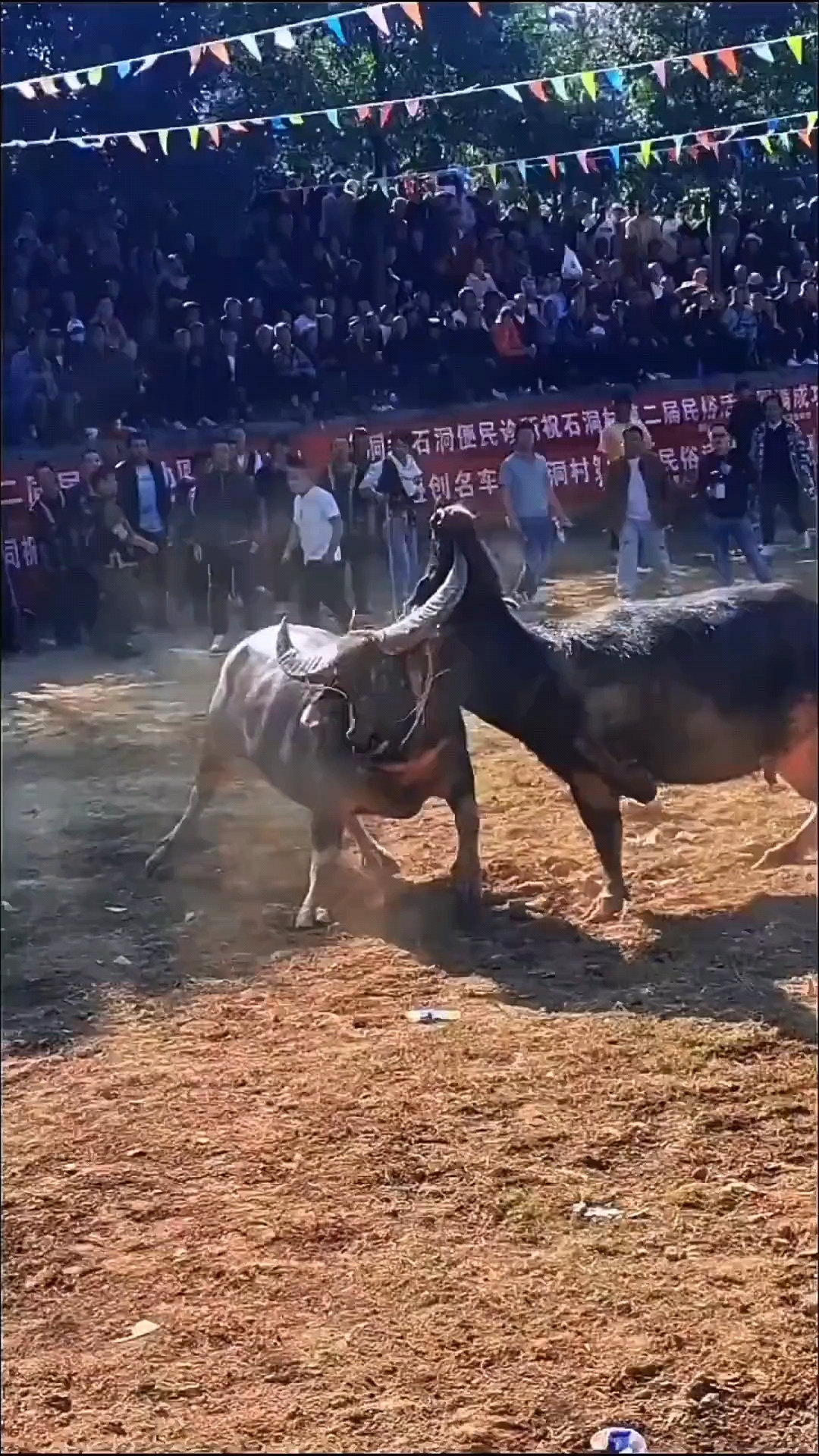 民族传统斗牛竞技盛典，文化与体育的完美碰撞的简单介绍