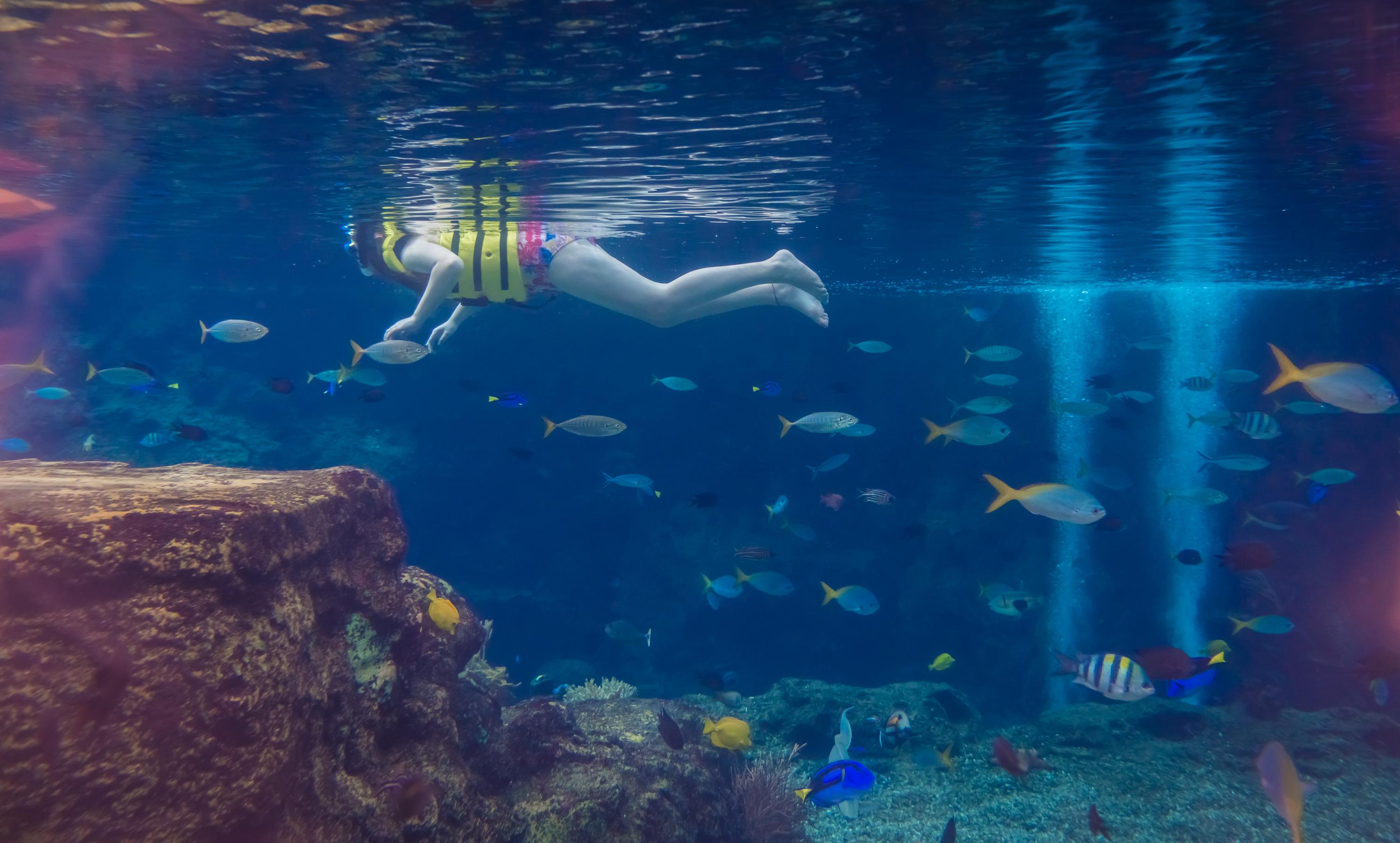 水下浮潜体验活动,探索海底世界奇观 水下浮潜体验活动,探索海底世界奇观