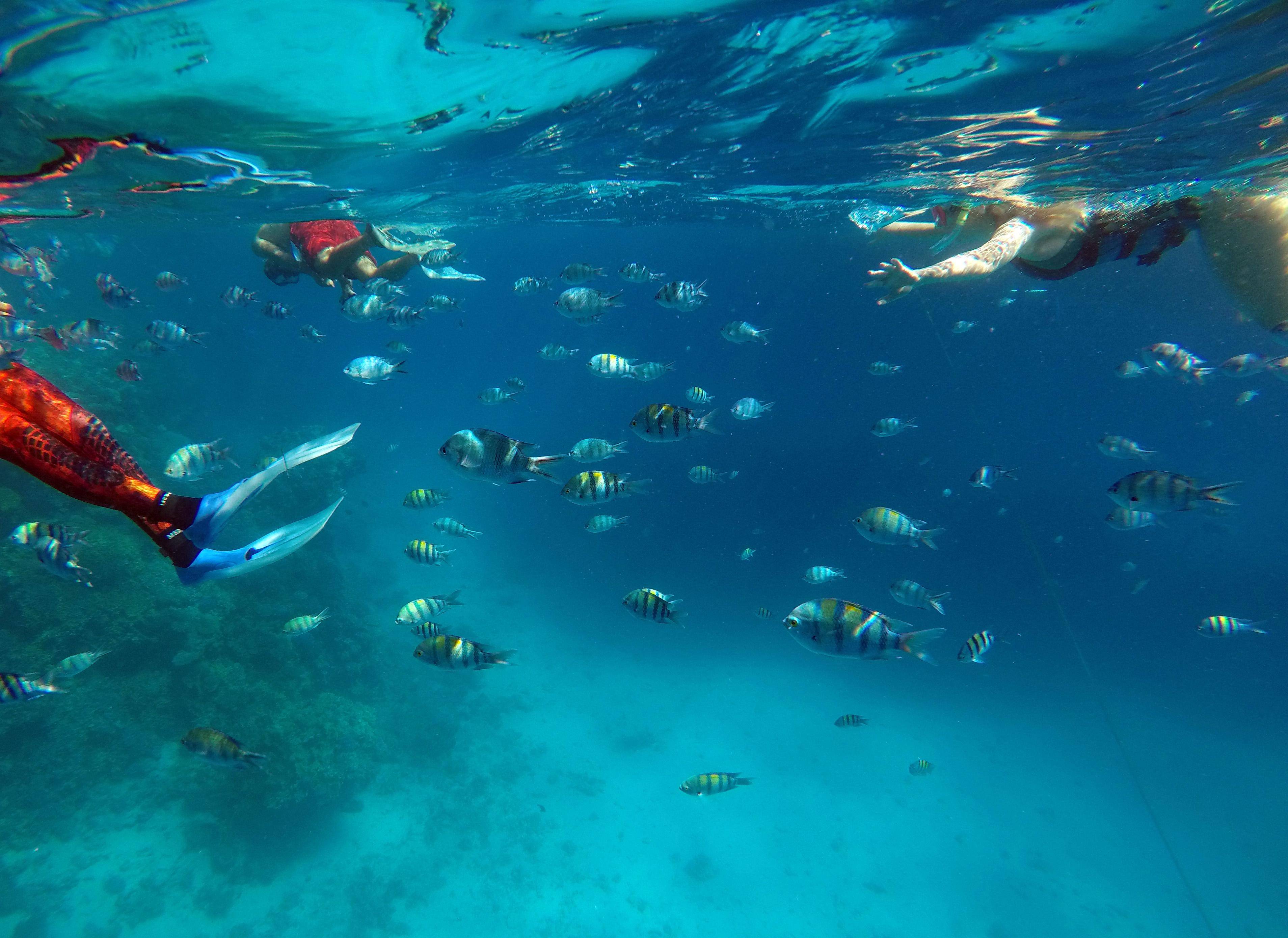 水下浮潜体验活动,探索海底世界奇观 水下浮潜体验活动,探索海底世界奇观